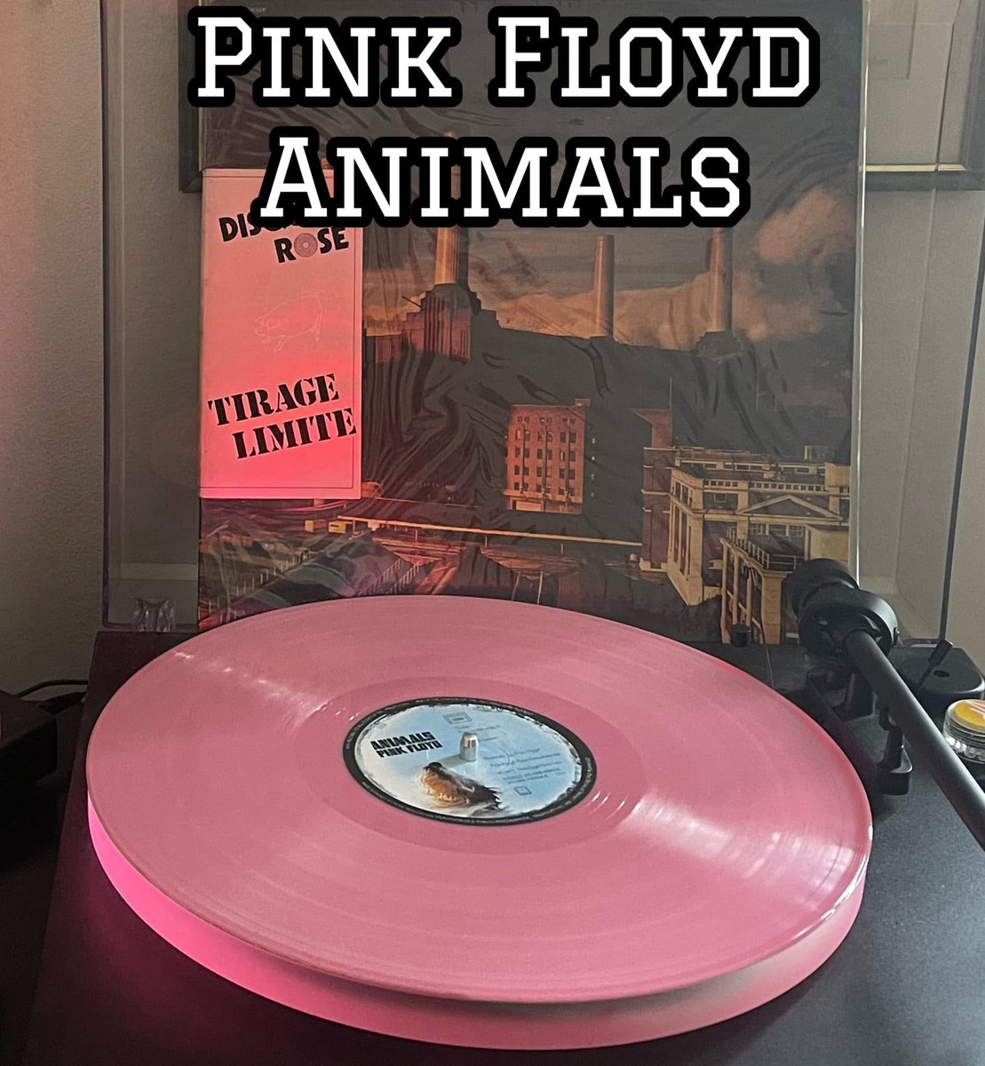 On this day in 1977 Pink Floyd released their album ‘Animals, in the UK and Europe. Released a few weeks later in the USA, the Rolling Stones magazine review read: “The 1977 Floyd has turned bitter and morose. They complain about the duplicity of human behavior!”