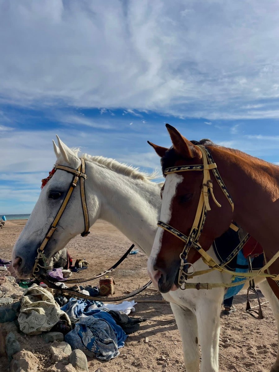 doaahablass's tweet image. just the two of us 🕊️
#lagona 
#dahab