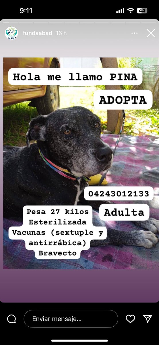 En adopción maracay