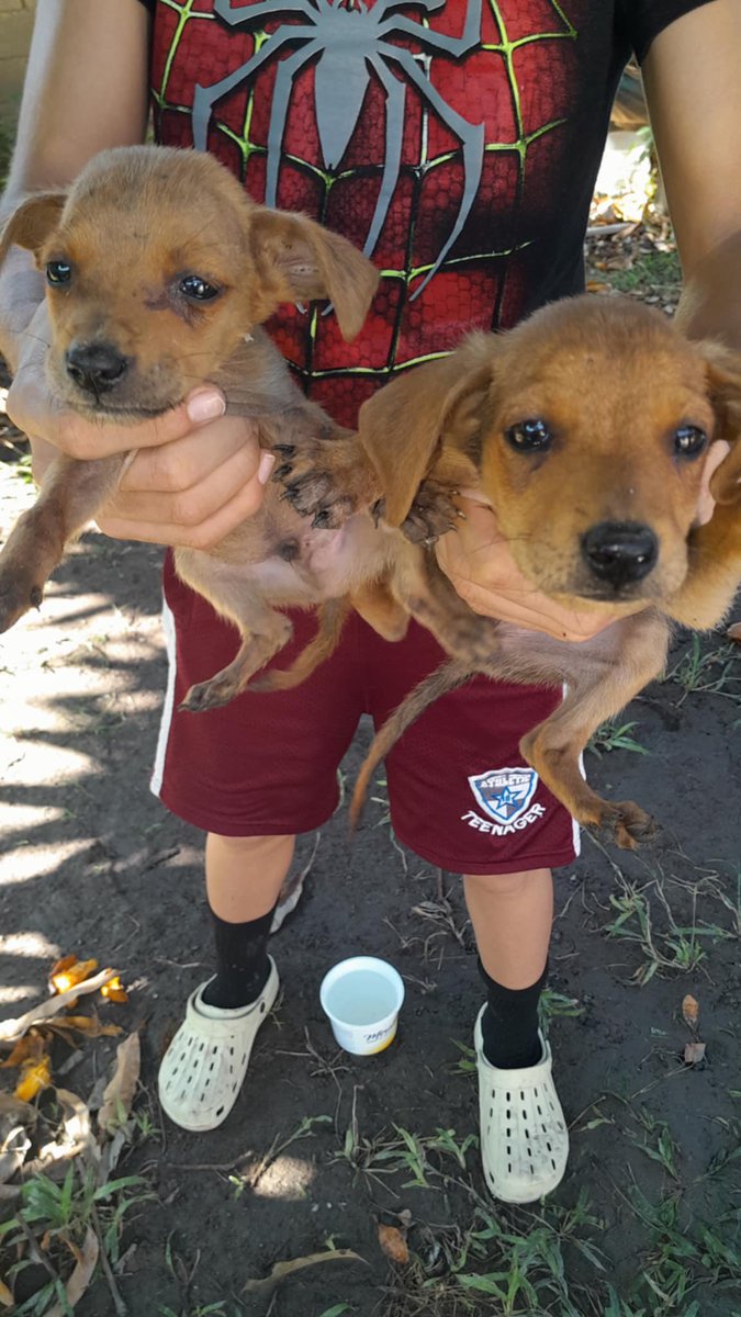 En adopción Maracay 04149450750