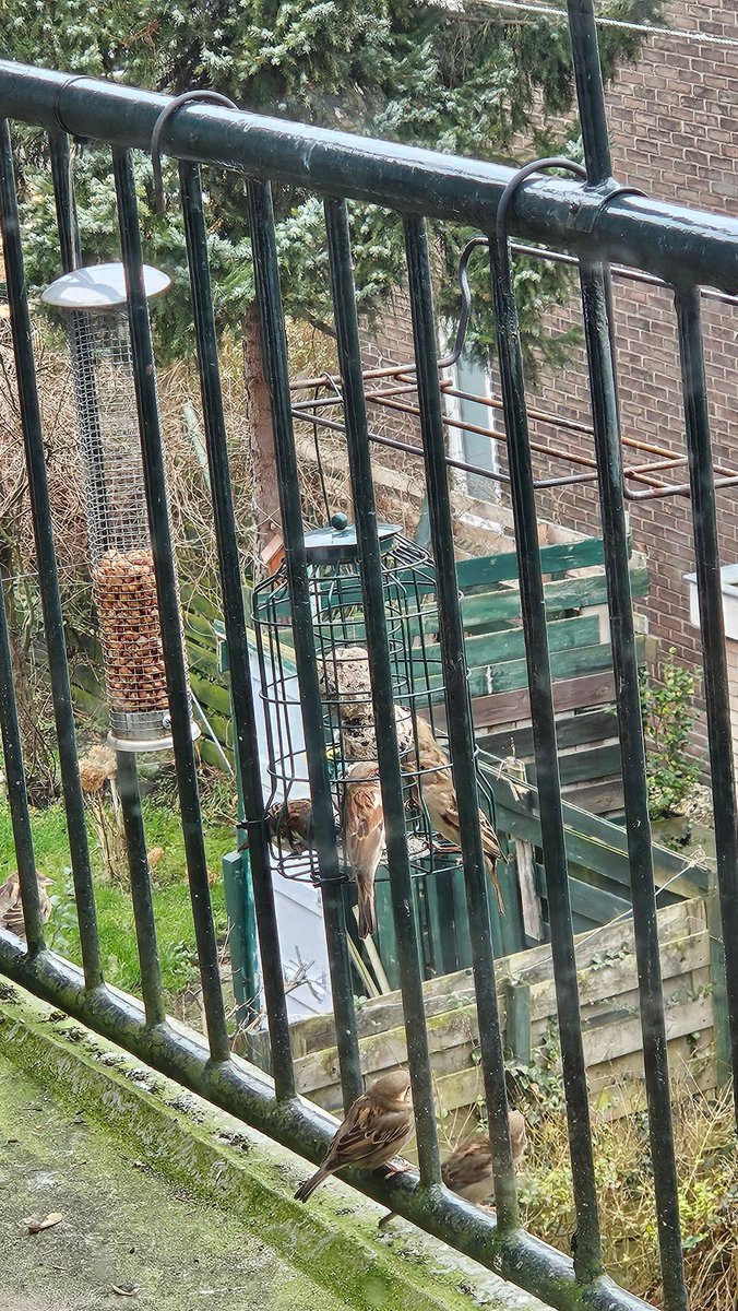 Goed nieuws: de gevederde vrienden duiken weer op 🐦‍⬛💚