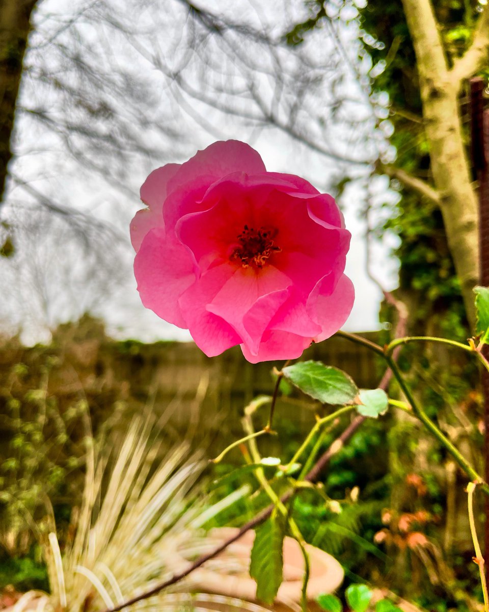 Stifyn1's tweet image. Open for business #boreda #openforbusiness #garden #naturephotography #tuesday #winter #january