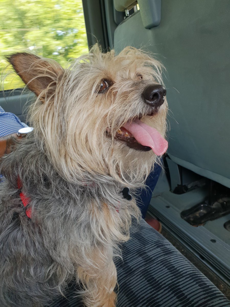 JACK BovverBoy 🐕 tweet media