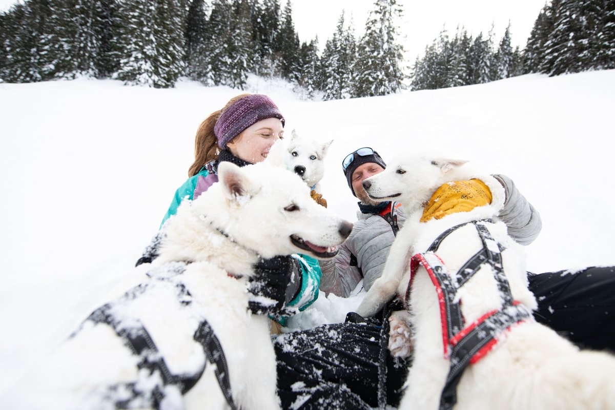 💡 Notre conseil d'initiés : une initiation au mushing avec ALPES'HUSKIES à Champéry. Faites connaissance avec ces adorables et puissants chiens de traîneau 🐕🛷 pour une expérience hivernale inoubliable. 👉 valais.ch/chiens-de-trai…

<a href="/RegDentsDuMidi/">Région Dents du Midi 🏔</a>