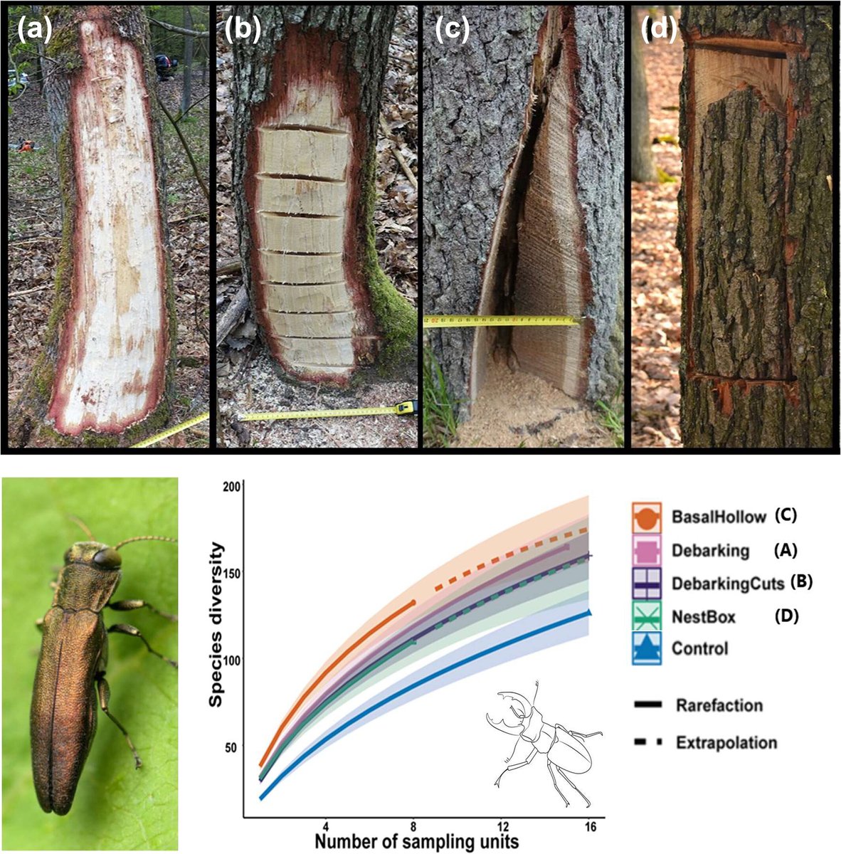 Insect Conservation and Diversity (@insectdiversity) on Twitter photo The Editors' Choice article in our new Jan 2025 issue explores supporting biodiversity through creation of artificial tree microhabitats
🌳Wound depth and position affect saproxylic beetles attracted to freshly veteranised trees
doi.org/10.1111/icad.1…
@Royentsoc <a href="/WileyEcolEvol/">Wiley Ecology & Evolution</a> The Editors' Choice article in our new Jan 2025 issue explores supporting biodiversity through creation of artificial tree microhabitats
🌳Wound depth and position affect saproxylic beetles attracted to freshly veteranised trees
doi.org/10.1111/icad.1…
@Royentsoc <a href="/WileyEcolEvol/">Wiley Ecology & Evolution</a>