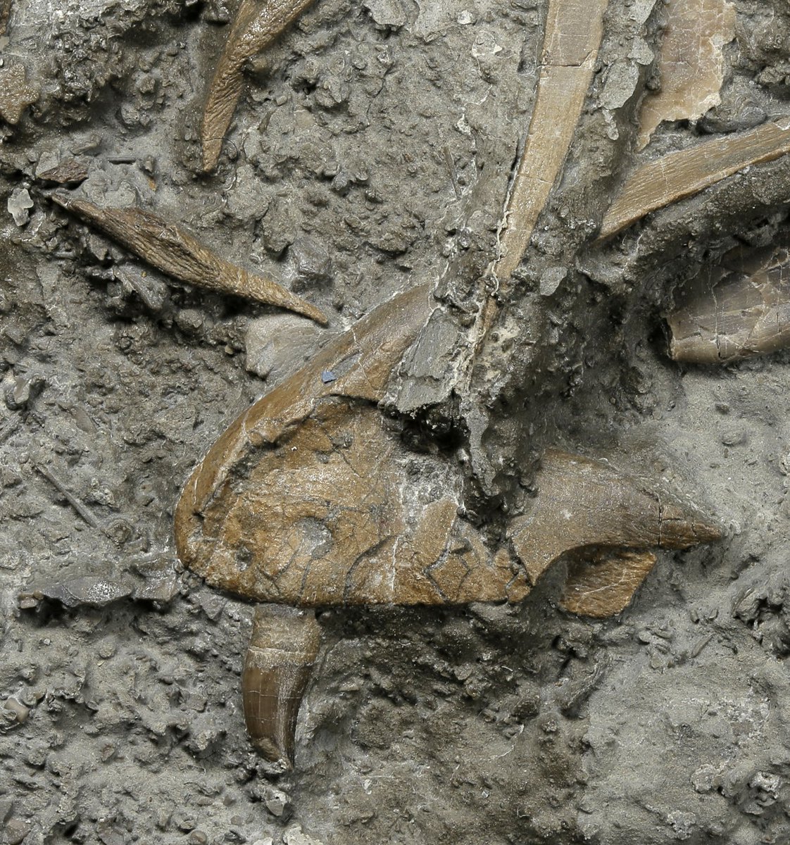 Cardiff Curator (@cardiffcurator) on Twitter photo Did you know that dinosaurs lived in Wales over 200 million years ago? Want to find out more, including about Dracoraptor, a small Welsh dinosaur from the Jurassic, now on display <a href="/Museum_Cardiff/">Amgueddfa Caerdydd</a>?👉
museum.wales/articles/2712/… Did you know that dinosaurs lived in Wales over 200 million years ago? Want to find out more, including about Dracoraptor, a small Welsh dinosaur from the Jurassic, now on display <a href="/Museum_Cardiff/">Amgueddfa Caerdydd</a>?👉
museum.wales/articles/2712/…