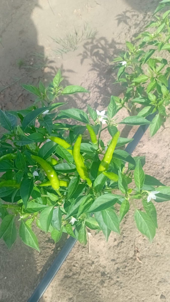 SeritiInstitute's tweet image. From farm to plate, these efforts are driving sustainable livelihoods, empowering communities, and adding value to the local economy.

#SocialEmploymentFund #SocialEmploymentNetwork2024 #WorkForCommonGood #EmpoweringLives #SEF #WorkLearnGrow #WLG #Seriti #Agriculture #Development