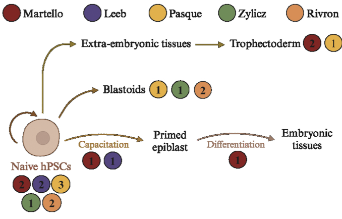 GrazianoMartello (@grazianone) on Twitter photo With pleasure we share our preprint reporting robust and cost-effective expansion of naive human Pluripotent Stem Cells without feeder cells. A fantastic collaborative effort with <a href="/leeboratory/">The Leeboratory</a> <a href="/JZylicz/">Jan Żylicz</a> @vincentpasque @Nrivron
tinyurl.com/5n6z9rt9 With pleasure we share our preprint reporting robust and cost-effective expansion of naive human Pluripotent Stem Cells without feeder cells. A fantastic collaborative effort with <a href="/leeboratory/">The Leeboratory</a> <a href="/JZylicz/">Jan Żylicz</a> @vincentpasque @Nrivron
tinyurl.com/5n6z9rt9
