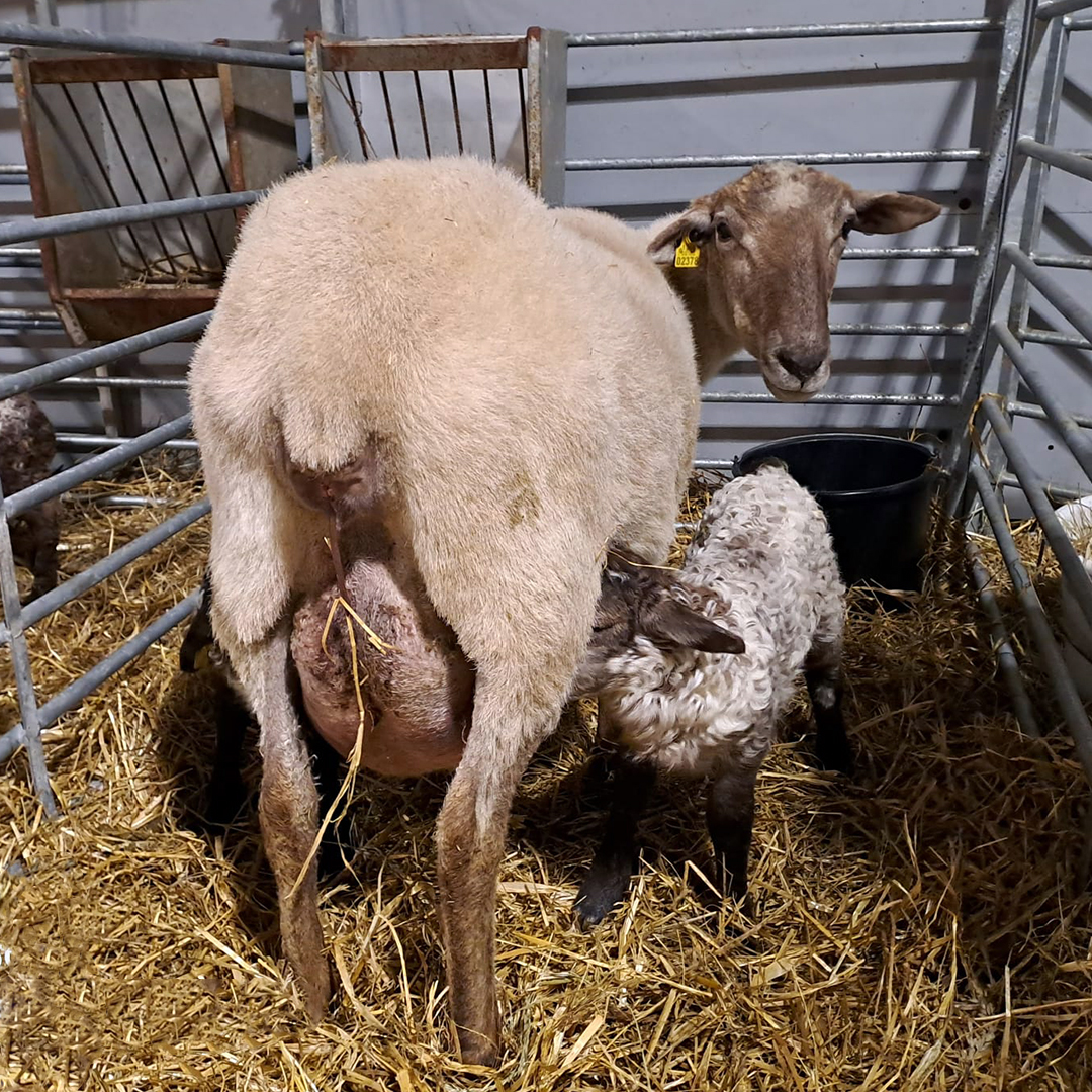 neiker_BRTA's tweet photo. 👏Handitzen ari da NEIKER familia!
🐏Beste urte batez, ongietorria egin nahi diegu gure artalde esperimentalean egunotan jaiotzen ari diren #arkume-ei.
ℹ️ https://t.co/okkg4VjtVY https://t.co/VH3xQQBxBc