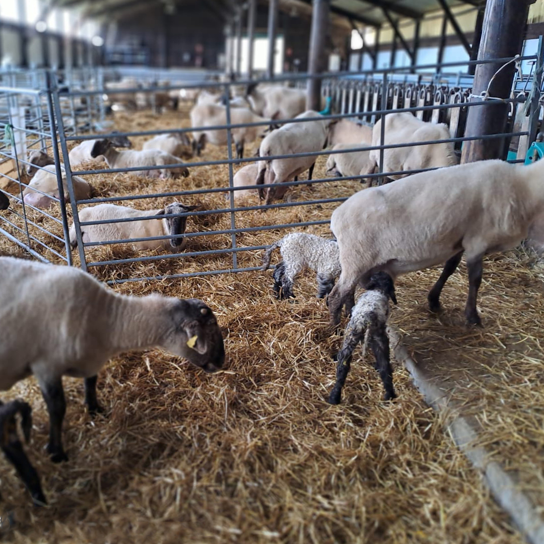 neiker_BRTA's tweet photo. 👏Handitzen ari da NEIKER familia!
🐏Beste urte batez, ongietorria egin nahi diegu gure artalde esperimentalean egunotan jaiotzen ari diren #arkume-ei.
ℹ️ https://t.co/okkg4VjtVY https://t.co/VH3xQQBxBc