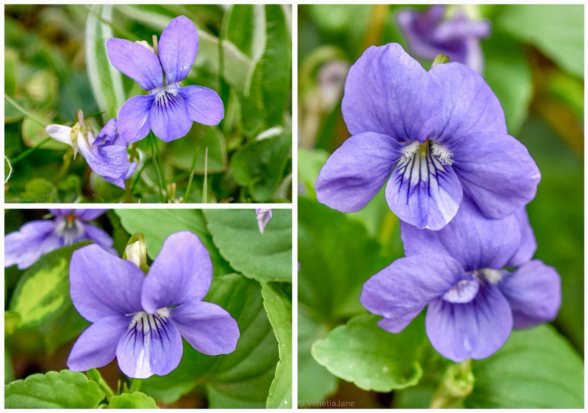 Viola riviniana, the dog violet, is also known as blue mice, cuckoo's shoe, cuckoo's stockings, horse violet, pig violet &amp; snake violet. In Irish it was known as 'salchuach' meaning 'cuckoo's heel' which refers to the spur at the back of the flower. #FairytaleTuesday #wildflowers