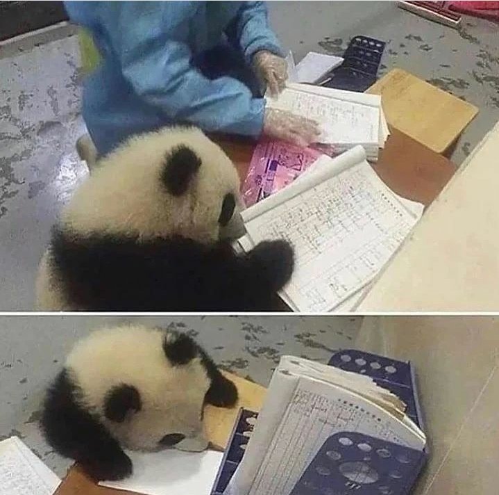 Kral_panda_'s tweet photo. @M_i_C_R_Q_P Benimde kral olayak işletim vay bitmiyoy 😒🐼🐼 https://t.co/xlLEJ7SgMZ