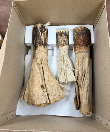 CardiffCurator's tweet photo. A huge thank you goes to Conservation Placement student Kaitlin Allen who has been working hard to clean and improve the storage of specimens in the Economic Botany Collection @Museum_Cardiff, particularly the gourds and lacebark brushes #BotanicMonday https://t.co/7jbc6N5eVM