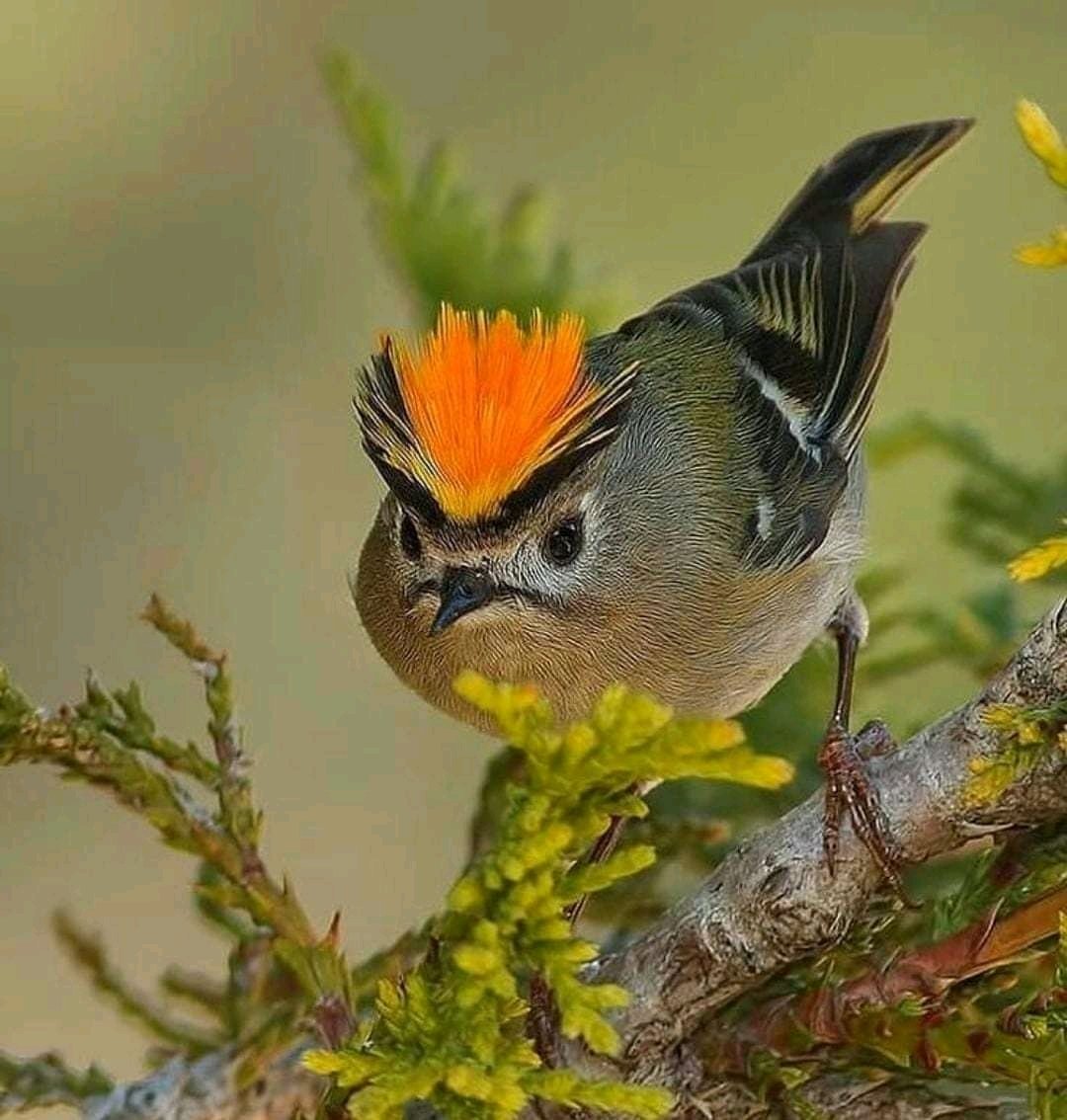 Liberta Cherguia 🇪🇺 tweet media