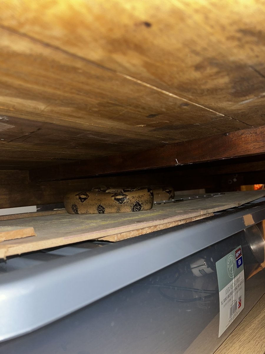 shawnnaes tweet media