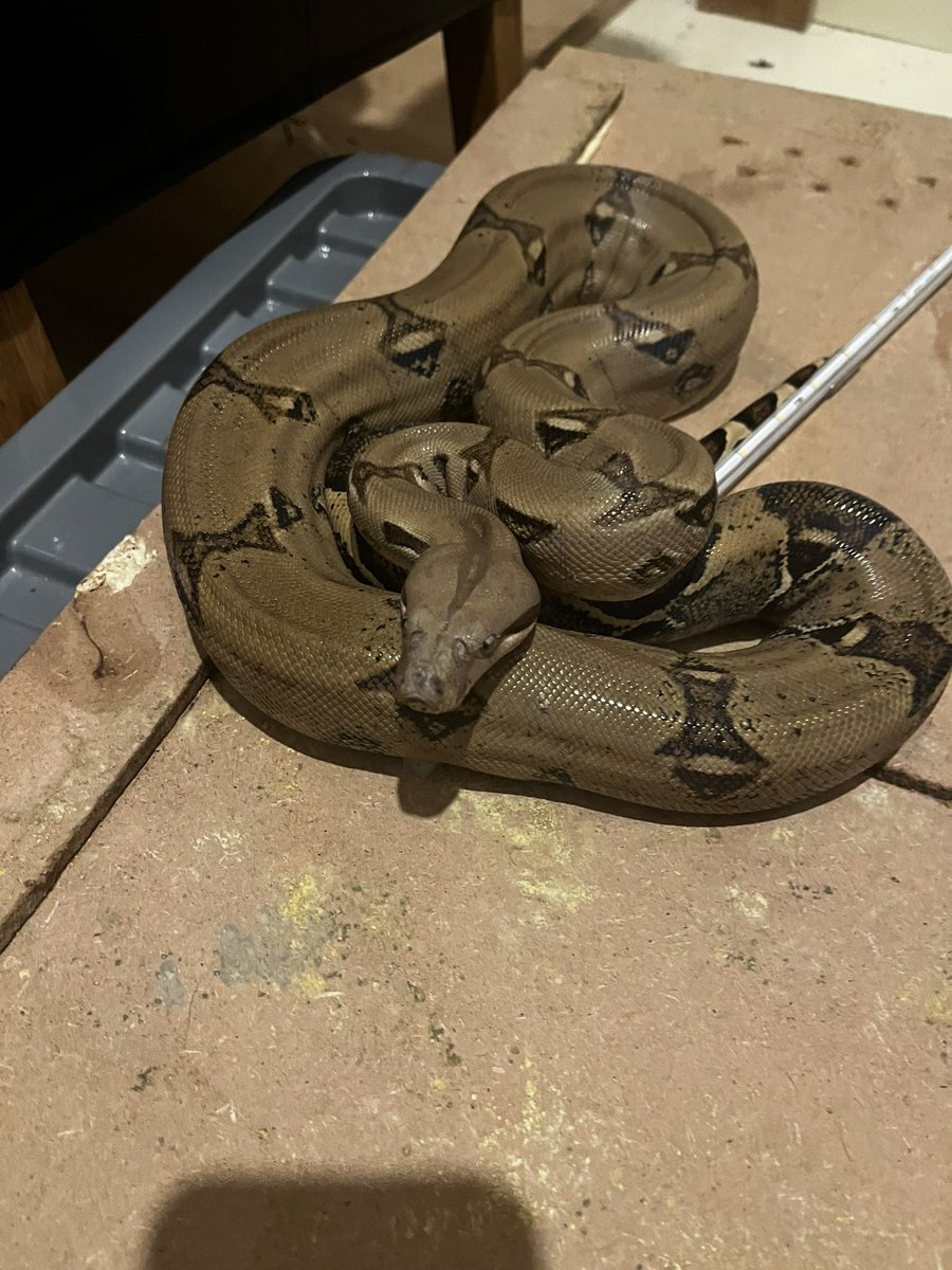 shawnnaes tweet media