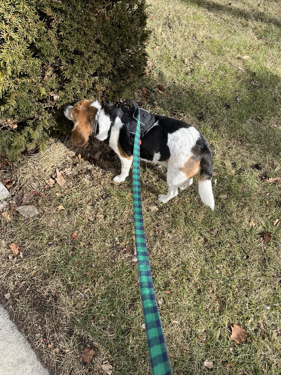 10MinDQ's tweet photo. Volume on….this is what a beagle impersonating a seal 🦭 sounds like. Plus she tap dances. And Juniper’s skill is still sniffing that same shrubbery. Today my workout was for #Daisy #NotTaDay @RescueCoop May her previous owner rot. https://t.co/gSutbhhQKs