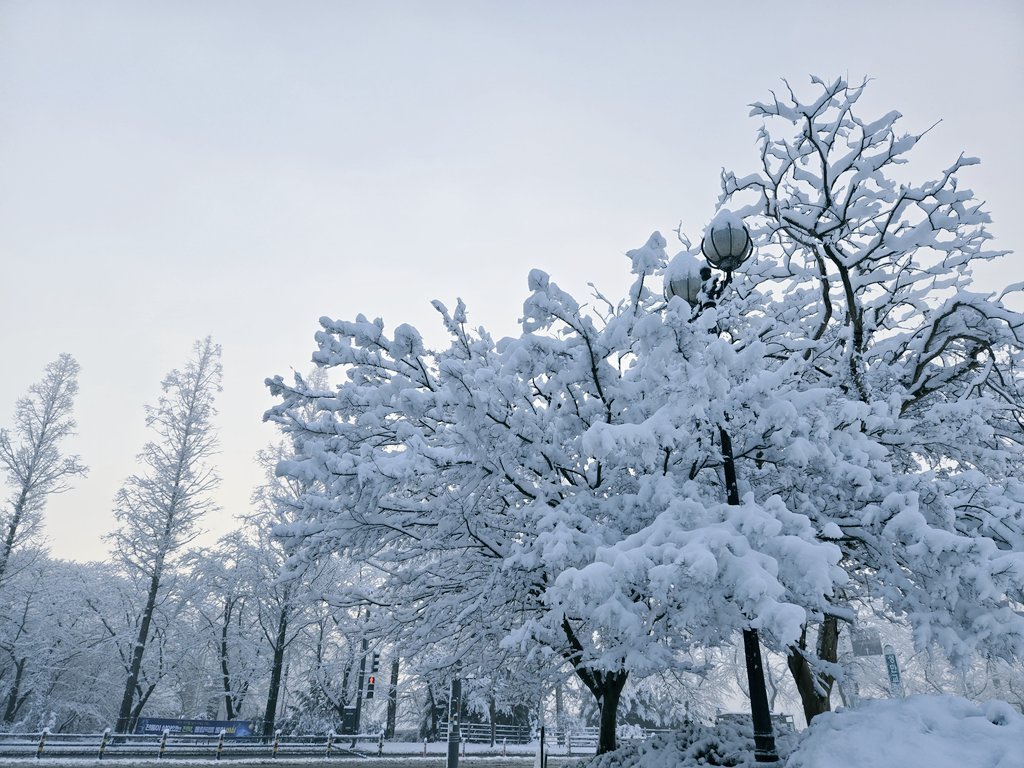 군산은 간밤에 많은 눈이 내렸습니다. 
출근 길 만난 은파호수공원의 설경은 한폭의 그림 같습니다. 봄에는 수줍은 연분홍 벚꽂으로 물들었다, 겨울에는 반짝이는 보석들로 물드는 우리 고장 명소 입니다. 새민주 당원분들과 기쁨의 잔을 나누며 아름다운 군산을 보여드릴 날이 어서 오면 좋겠습니다.