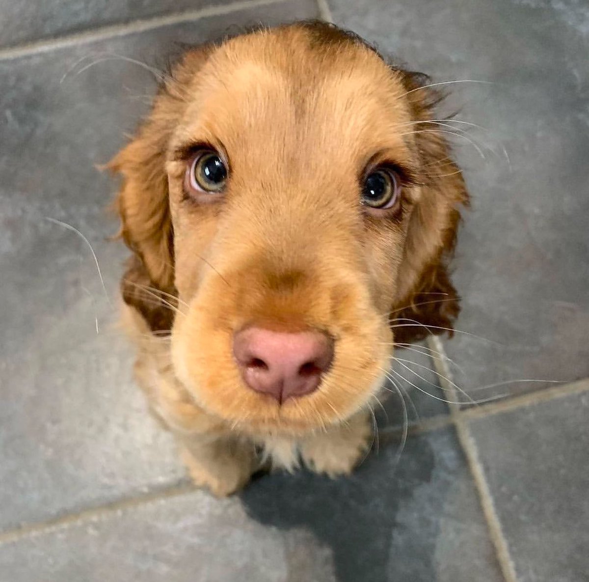 Doggy pic check point, 

Post your last saved dog pics on your gallery now