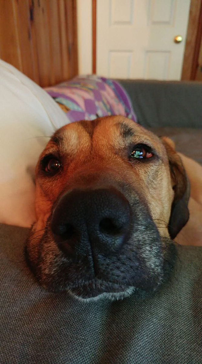 We had to say goodbye to my sweet pup Vida this evening. I got to have her for 11 yrs. I’ll love her forever. Grumpy, stubborn, stinky, funny and beautiful. I’m going to desperately miss my floppy buffalo pup and her grumbly snuffles. See you on the other side Vida Vee💙