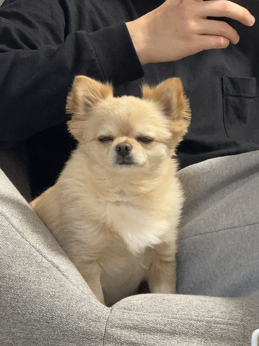 731ten's tweet photo. 寝てる時と起きてる時の顔が同じ https://t.co/peLxF6WM60