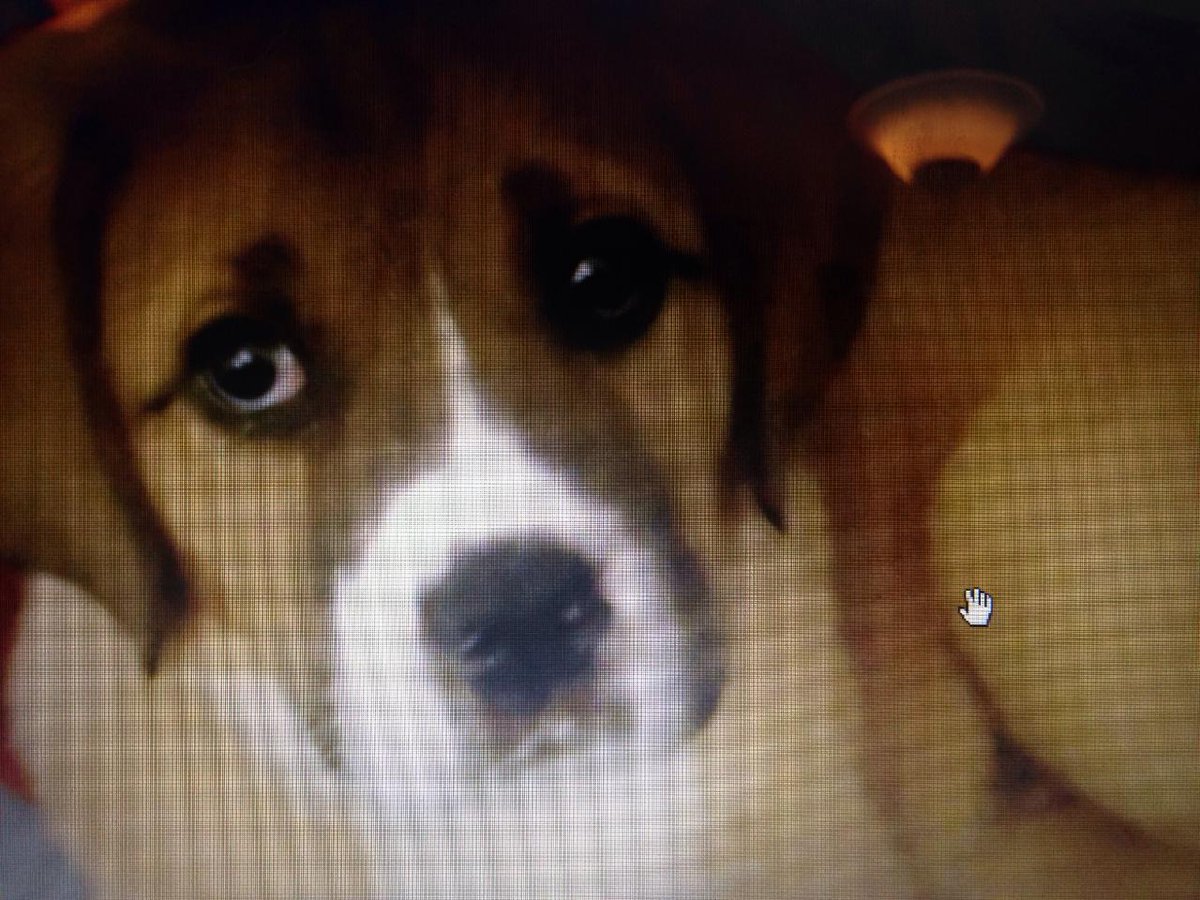 Boozeferatu's tweet photo. Goodbye sweet baby princess. You had a good 12 years. https://t.co/o6t4GODGMb