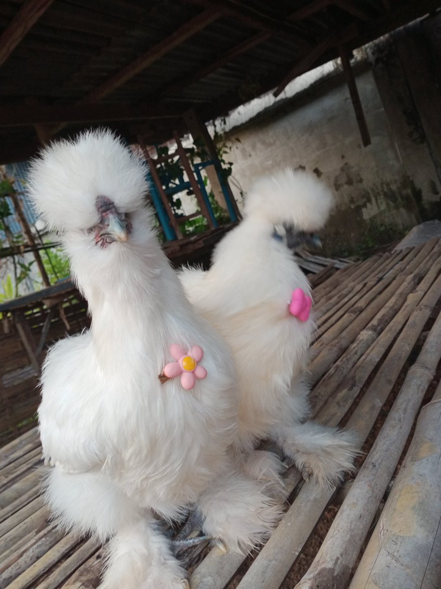 นัองเป็นสาวหวาน