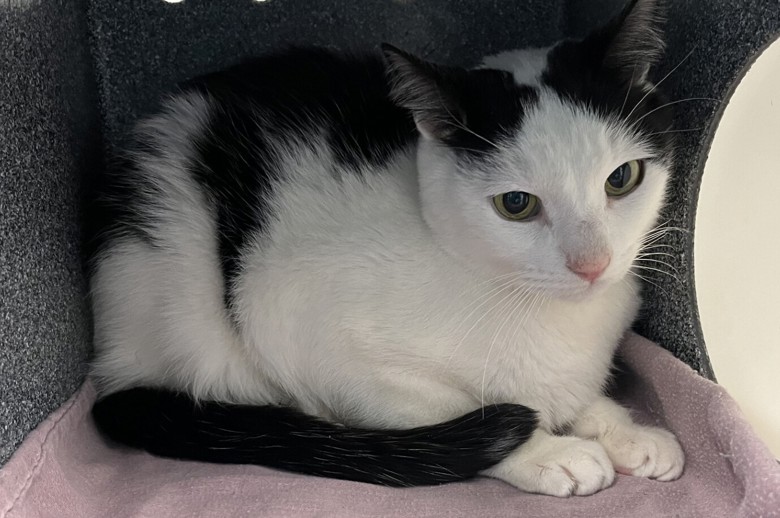NYC's DEATH ROW CATS tweet media