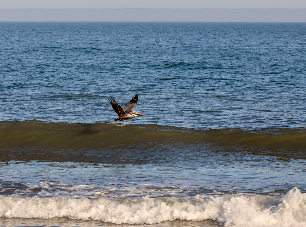 Fog far offshore doesn't concern this Brown Pelican on its late afternoon flight above the waves on Pawleys Island, SC. With temperatures approaching 80 degrees, the beach was a popular destination. #PraiseGod <a href="/EdPiotrowski/">Ed Piotrowski</a> <a href="/PawleysIslandPD/">Pawleys Island PD</a> <a href="/ThePhotoHour/">#ThePhotoHour</a> #pawleys <a href="/waterwalkers29/">waterwalkers29</a>