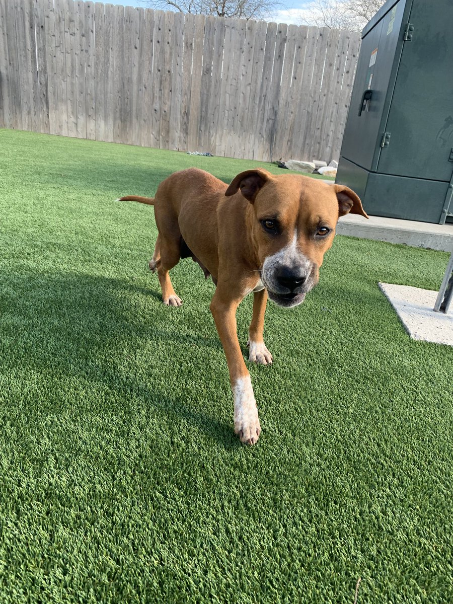 LolaPatolla's tweet photo. What do we say ta the god of death Daisy?
Not TaDay!!!!!
Daisy is outta the shelter n at our TX vet waiting for transport.
She is safe (mom can sleep tanight) ♥️ https://t.co/37pqQ8FAIz