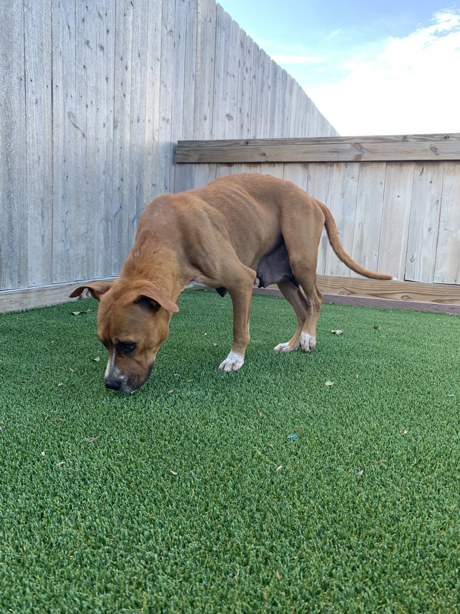 LolaPatolla's tweet photo. What do we say ta the god of death Daisy?
Not TaDay!!!!!
Daisy is outta the shelter n at our TX vet waiting for transport.
She is safe (mom can sleep tanight) ♥️ https://t.co/37pqQ8FAIz