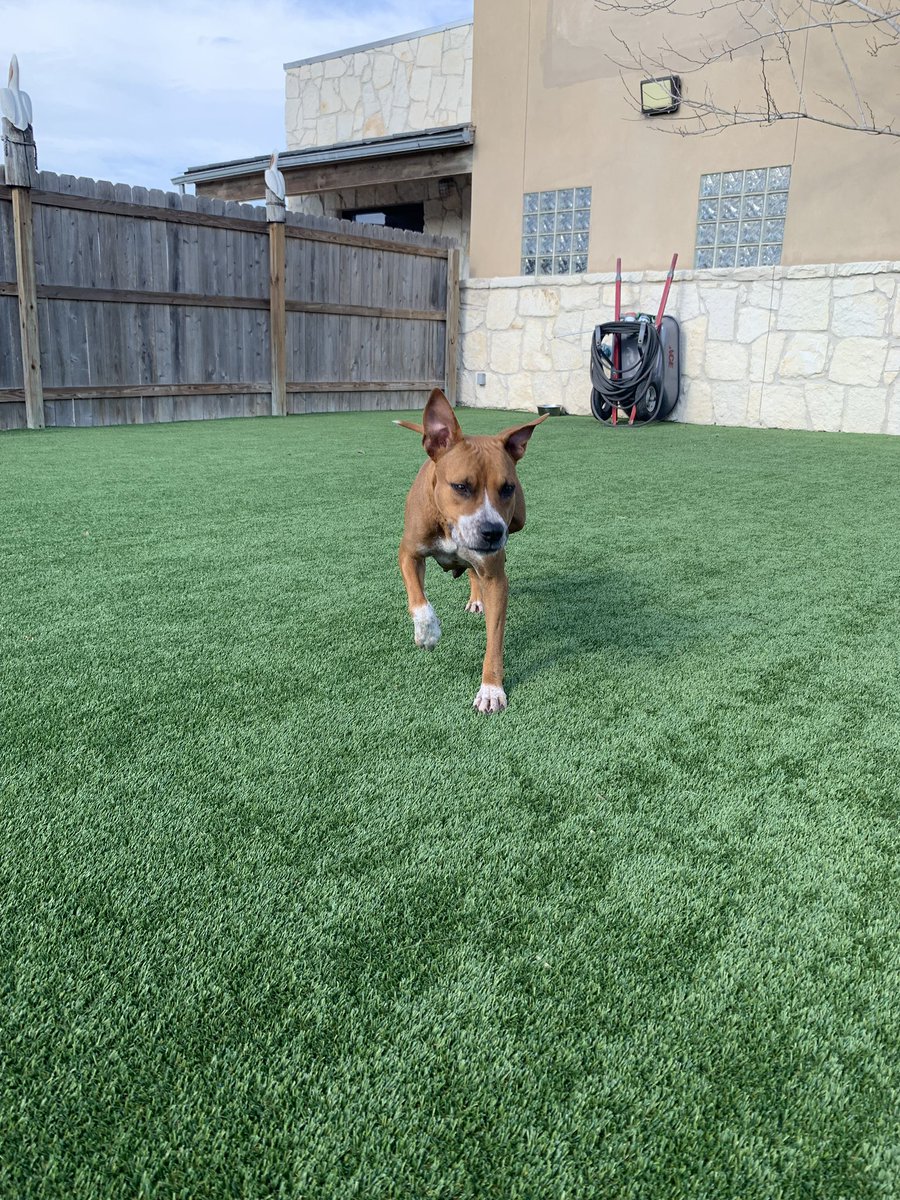 LolaPatolla's tweet photo. What do we say ta the god of death Daisy?
Not TaDay!!!!!
Daisy is outta the shelter n at our TX vet waiting for transport.
She is safe (mom can sleep tanight) ♥️ https://t.co/37pqQ8FAIz