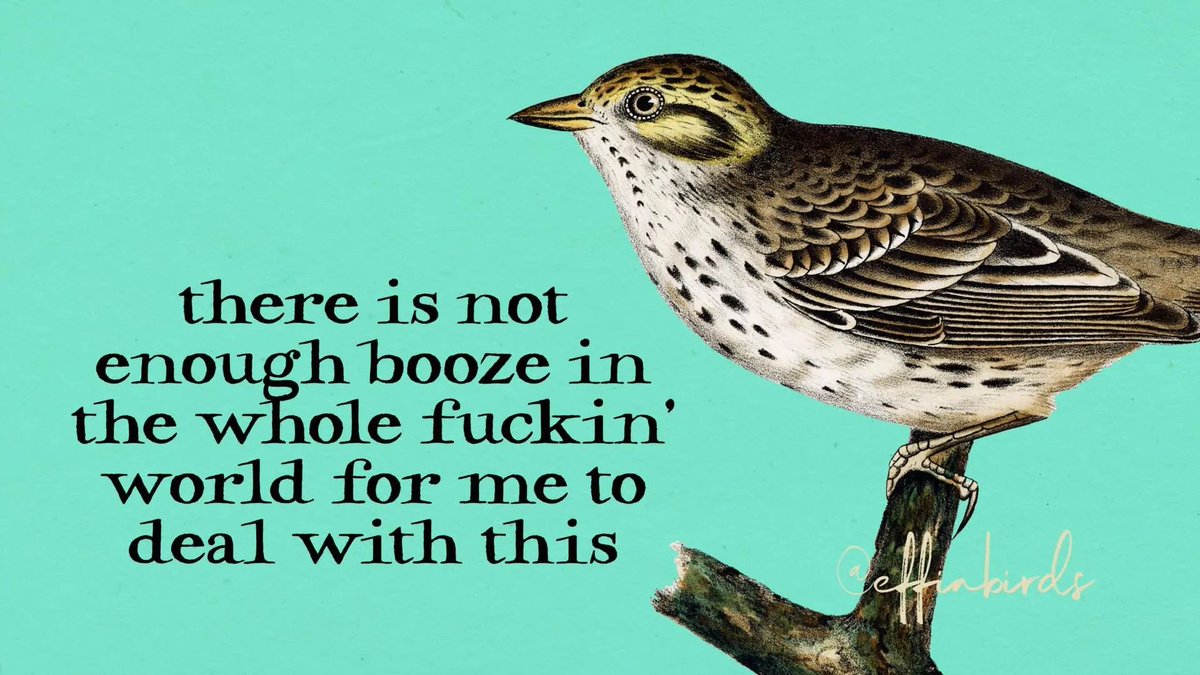 Effin' Birds (@effinbirds) on Twitter photo 