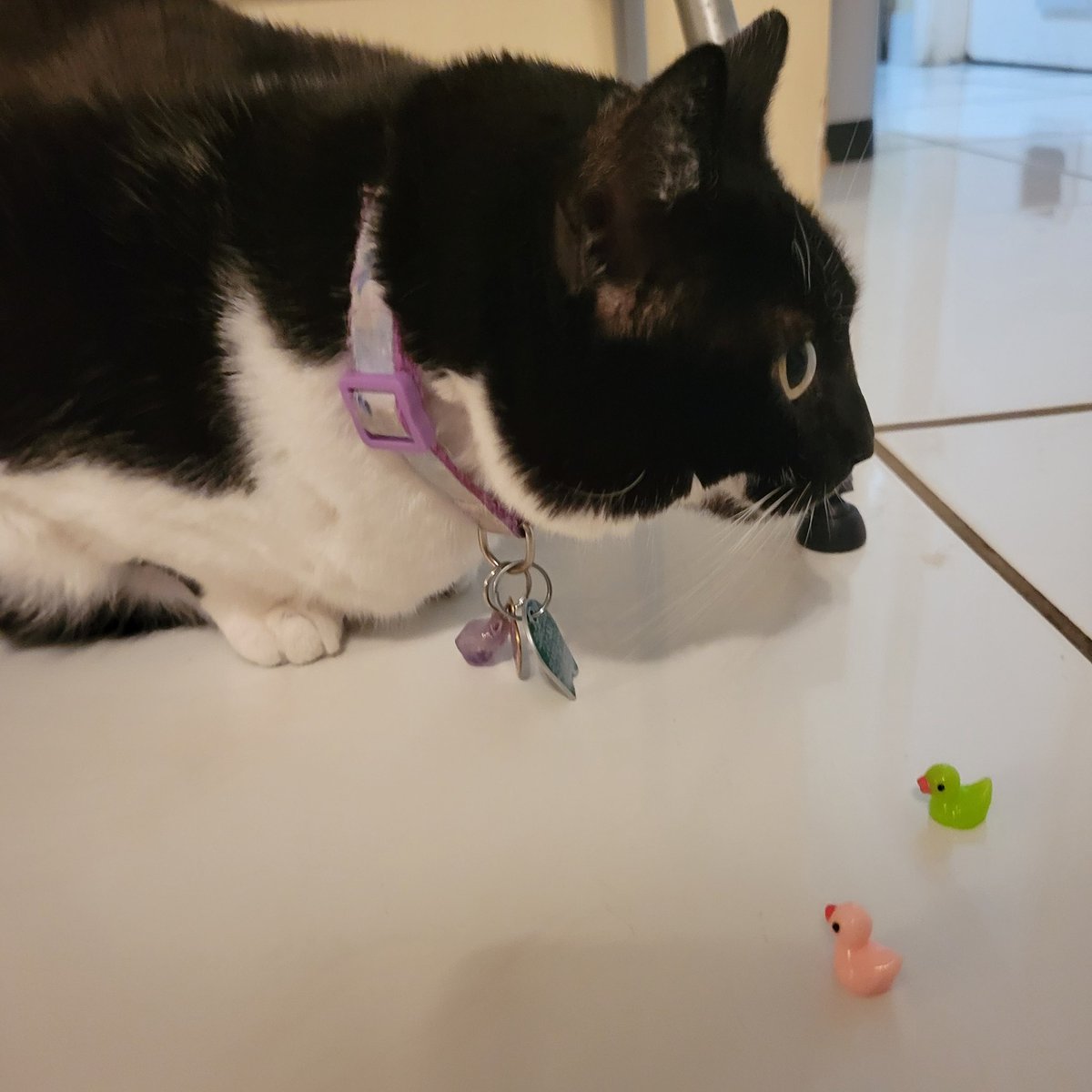 RamonaVerse's tweet photo. ducklinda and duckphaba https://t.co/PntvQ3IiR3