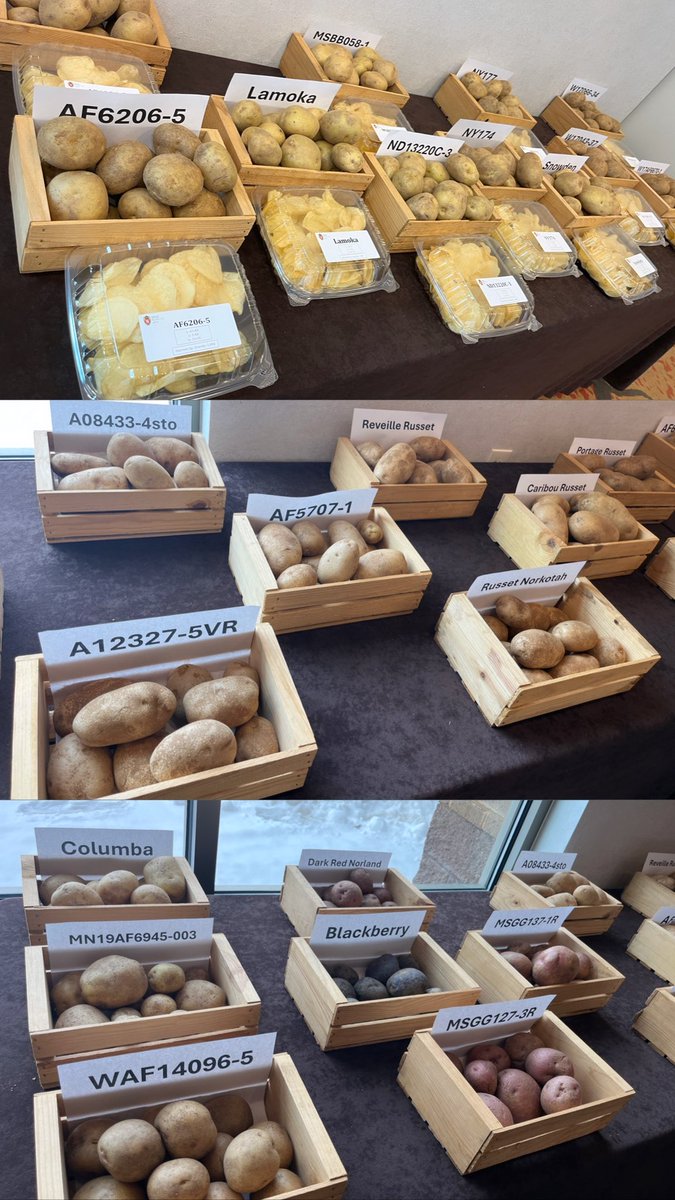 LarissaVinis's tweet photo. Kicking off the week with amazing insights at the Wisconsin Annual Potato Meeting in Stevens Point! 🥔 Excited for tomorrow’s sessions! #WPVGA #SoilHealth #Agriculture #GoBadger https://t.co/aWyY92pFPc