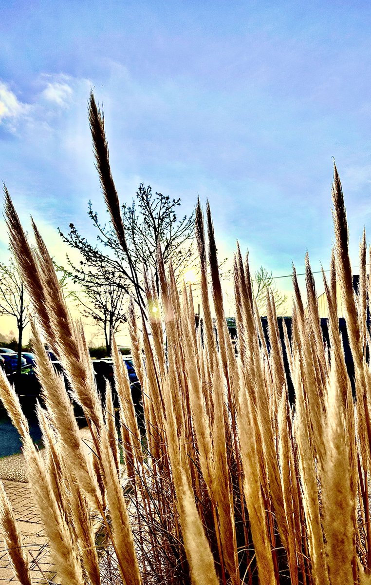 Dr. Ulf Th Zierau tweet media