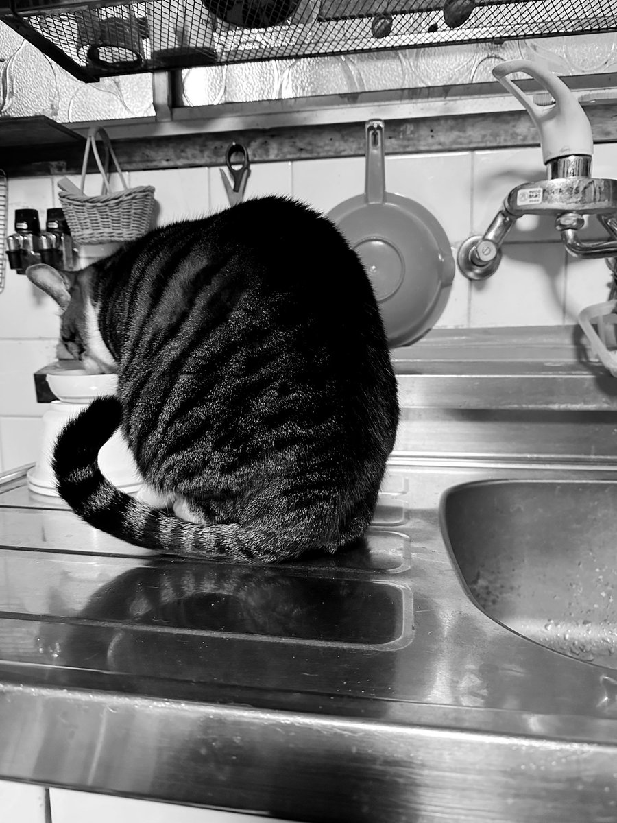kasaratchi's tweet photo. 😽ボクも水を飲みたいんだけどなぁ…
・イイコ

😽I want to drink water too...
・Iiko https://t.co/jfM8bOPAPO