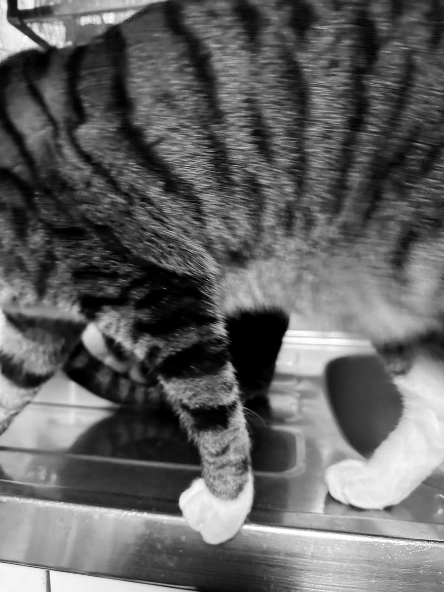 kasaratchi's tweet photo. 😽ボクも水を飲みたいんだけどなぁ…
・イイコ

😽I want to drink water too...
・Iiko https://t.co/jfM8bOPAPO