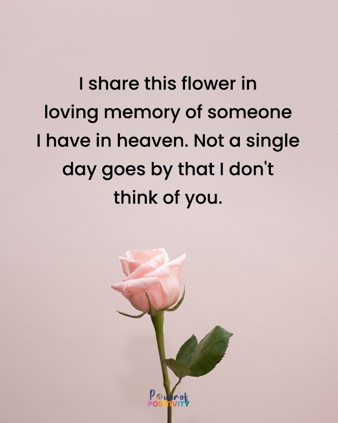 I share this flower in loving memory of someone I have in heaven. Not a day goes by that I don't think of you. 🌹💫