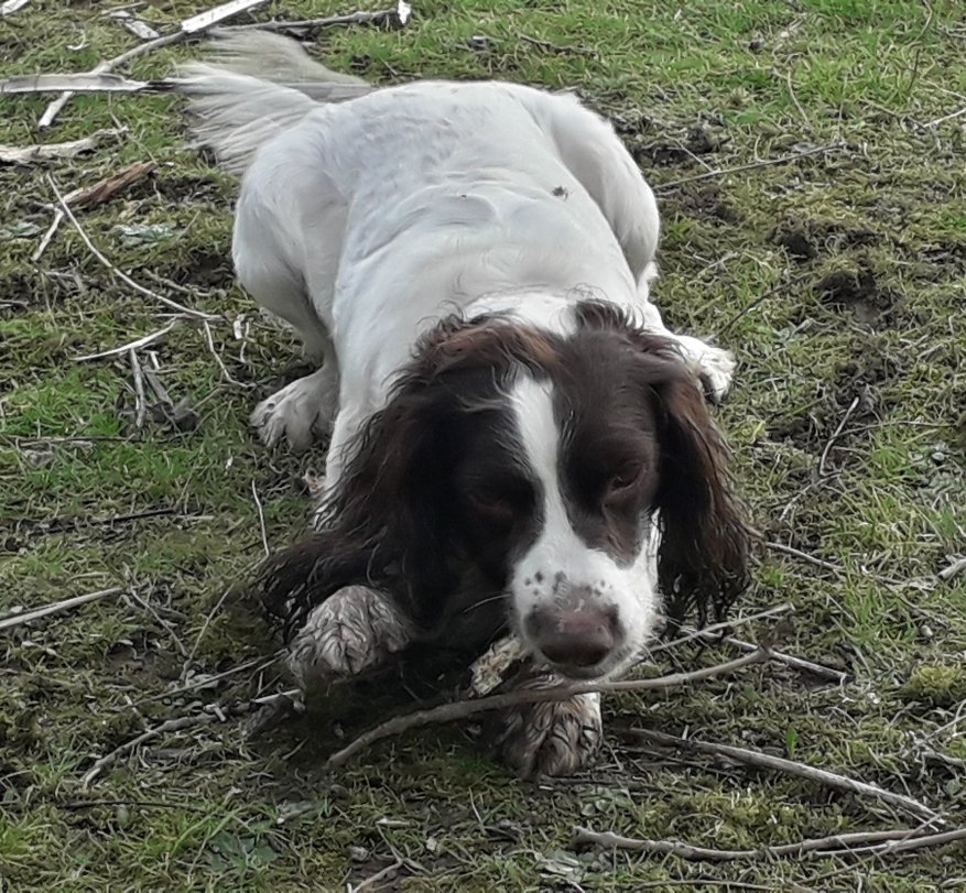DHarazny's tweet photo. Oakey settles for a small stick to chew, and Charlie settles for a chunk of wood lol #SpringSpaniels #dogs #dogshavingfun #Spaniels #Spanners https://t.co/IMh6aafTm8
