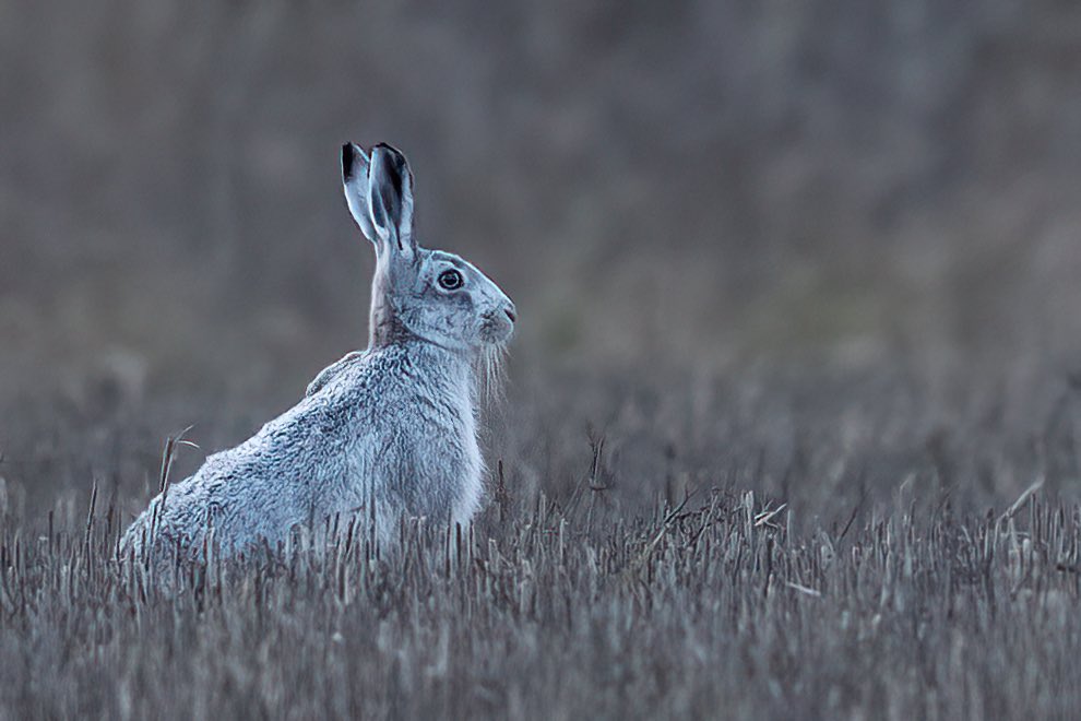 SW_PhotoNature's tweet photo. ‘Ghostly Grey’ out and about today…
#hare #brownhare #Leucistichare #Norfolk #BBCWildlifePOTD #wildlifephotography #rarehare #mystical #Springwatch #ghostlygrey #silverhare #bluehare https://t.co/Ga1VLaeU5D