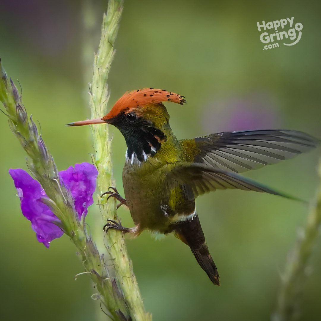 The Ecuadorian hummingbird (Trochilus ecuadorensis) can be spotted in Ecuador, particularly in its lush forests and valleys.