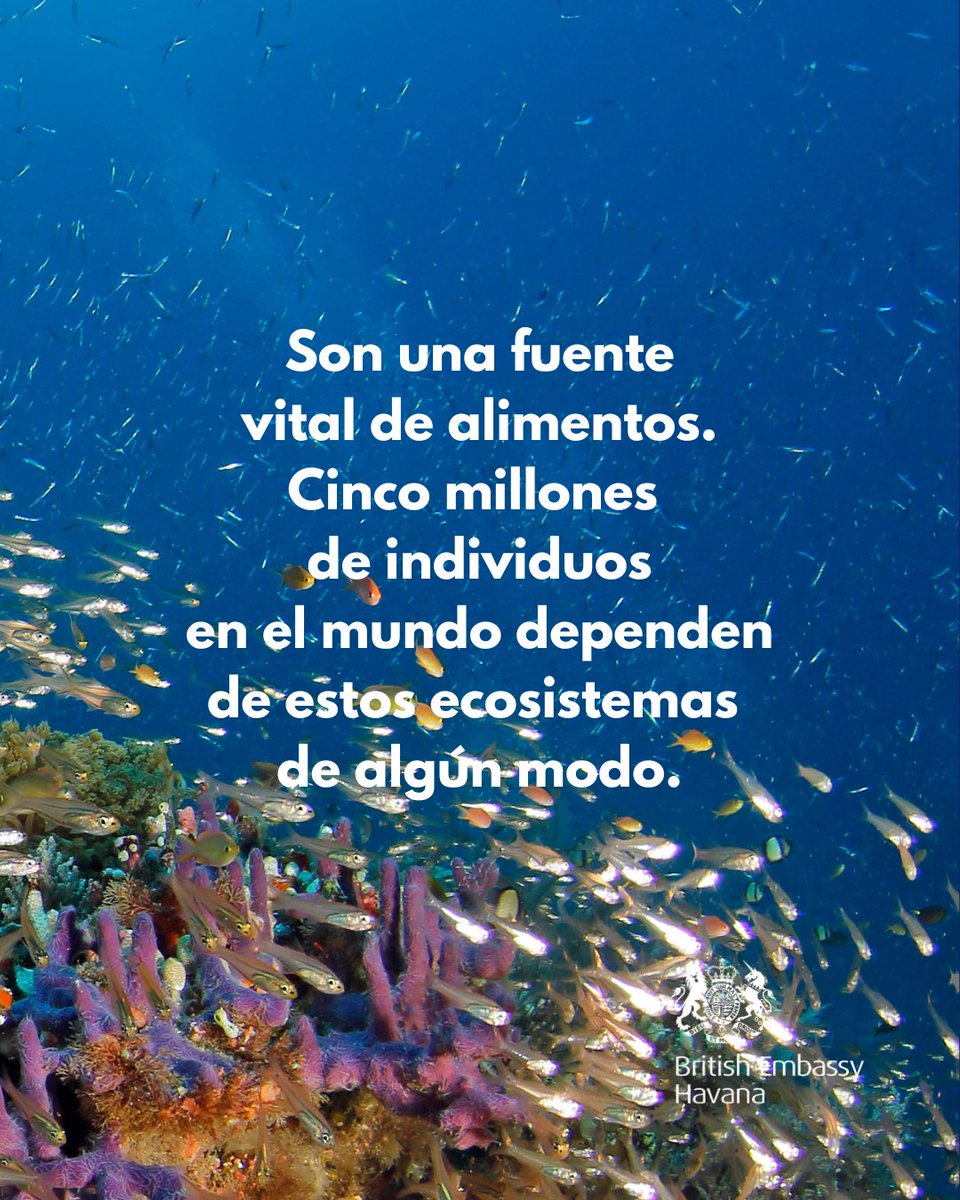 Especialistas del 🇬🇧 Centro de Medio Ambiente y Ciencias de la Pesca y la Acuicultura del Gobierno Británico se reunieron con investigadores y estudiantes del 🇨🇺 Centro de Investigaciones Marinas para intercambiar experiencias sobre la protección de los #arrecifes #coralinos.