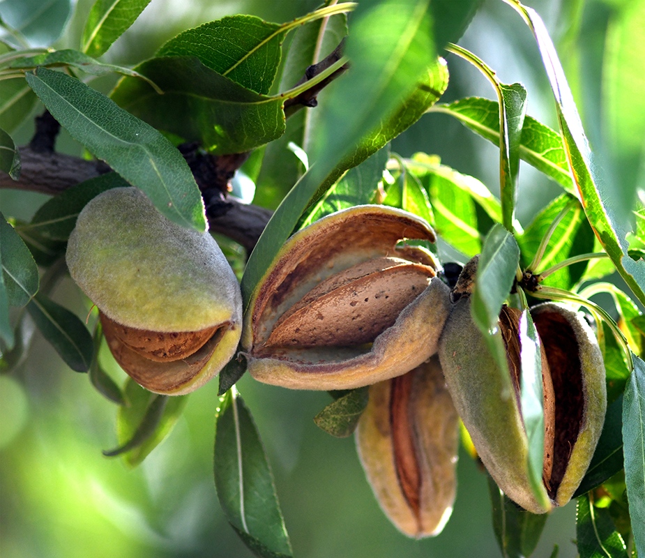 Clarice Turner, president and CEO of <a href="/almonds/">California Almonds</a>, shares insights on the state of the almond industry in early 2025. 💡 Check it out here ➡️ nationalnutgrower.com/article/2025-a…