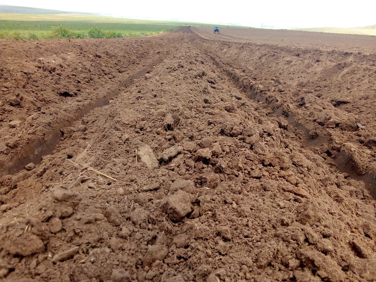 MMavusoo's tweet image. 🥔 Potato production
When they start to emerge 10% we ridge them and close them again to have enough soil on them 👍