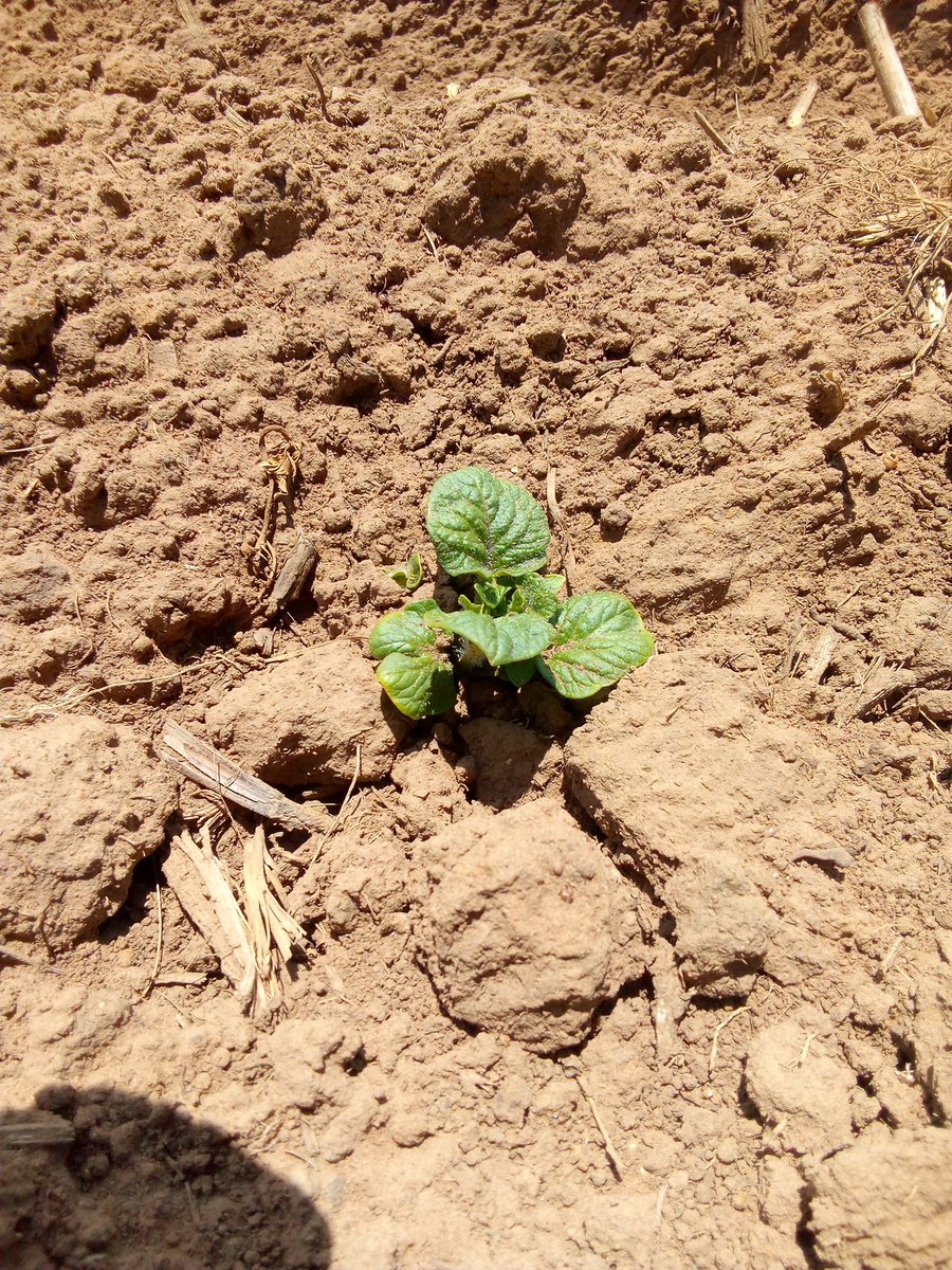MMavusoo's tweet image. 🥔 Potato production
When they start to emerge 10% we ridge them and close them again to have enough soil on them 👍