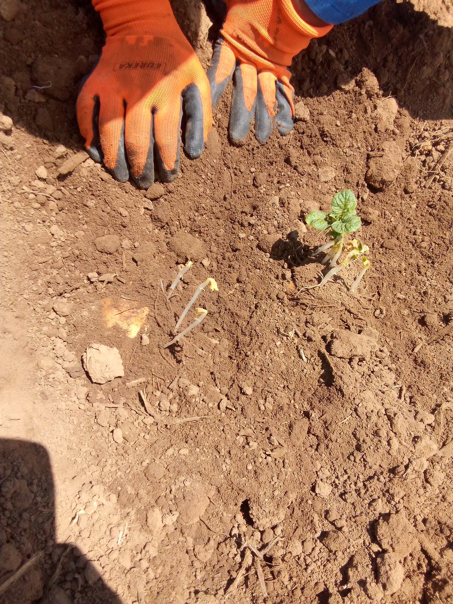 MMavusoo's tweet image. 🥔 Potato production
When they start to emerge 10% we ridge them and close them again to have enough soil on them 👍