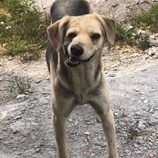 Troll Football tweet media