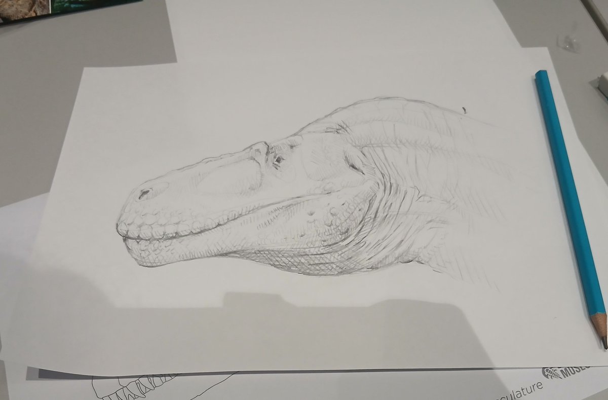 My drawings from <a href="/DragonsofWales/">DragonsofWales 🇪🇺🏴󠁧󠁢󠁷󠁬󠁳󠁿</a> paleo art workshop today!

#art #traditionalart #Paleontology #paleoart #sketch