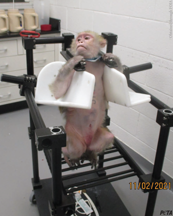 Can someone flip the off switch in the Treasury Department payment system for billions in wasteful animal testing expenditures?